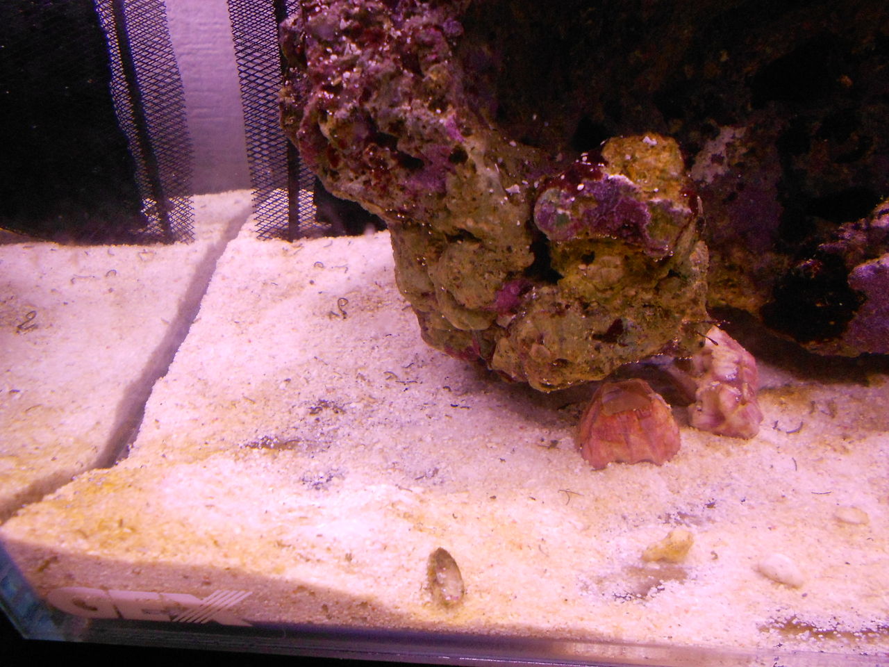 黄色い砂対策に活性炭を使ってみた アクアリウム 海水魚と暮らす 黄色い砂対策に活性炭を使ってみた アクアリウム 海水魚と暮らす