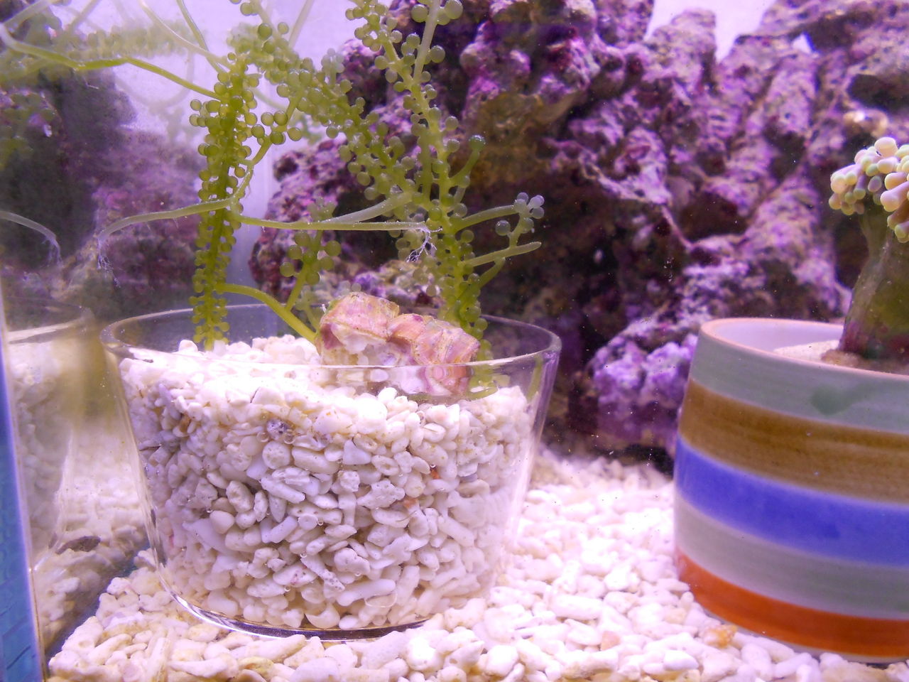 水槽で海ブドウが育つか実験 アクアリウム 海水魚と暮らす