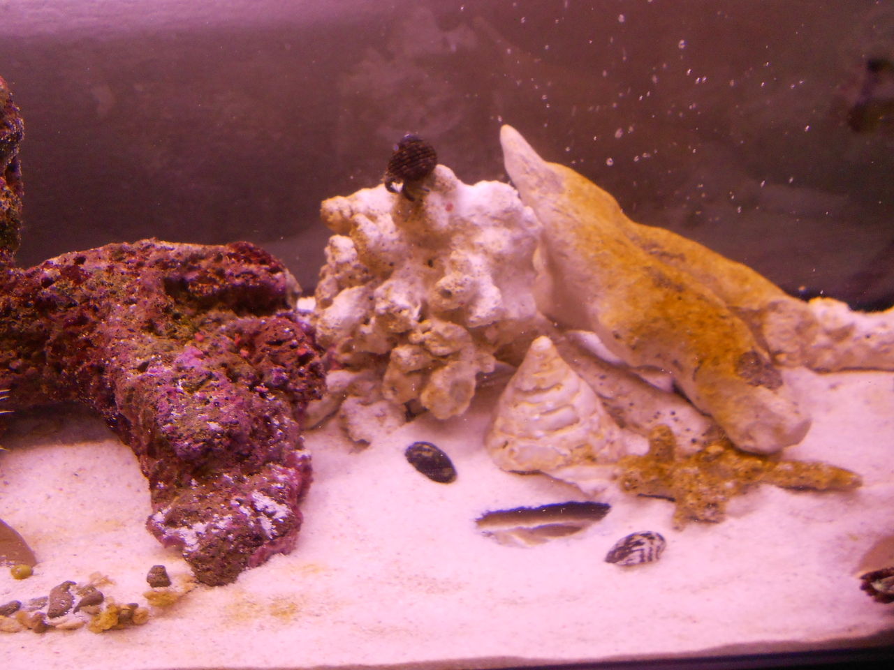 水槽の砂が黄色になった アクアリウム 海水魚と暮らす