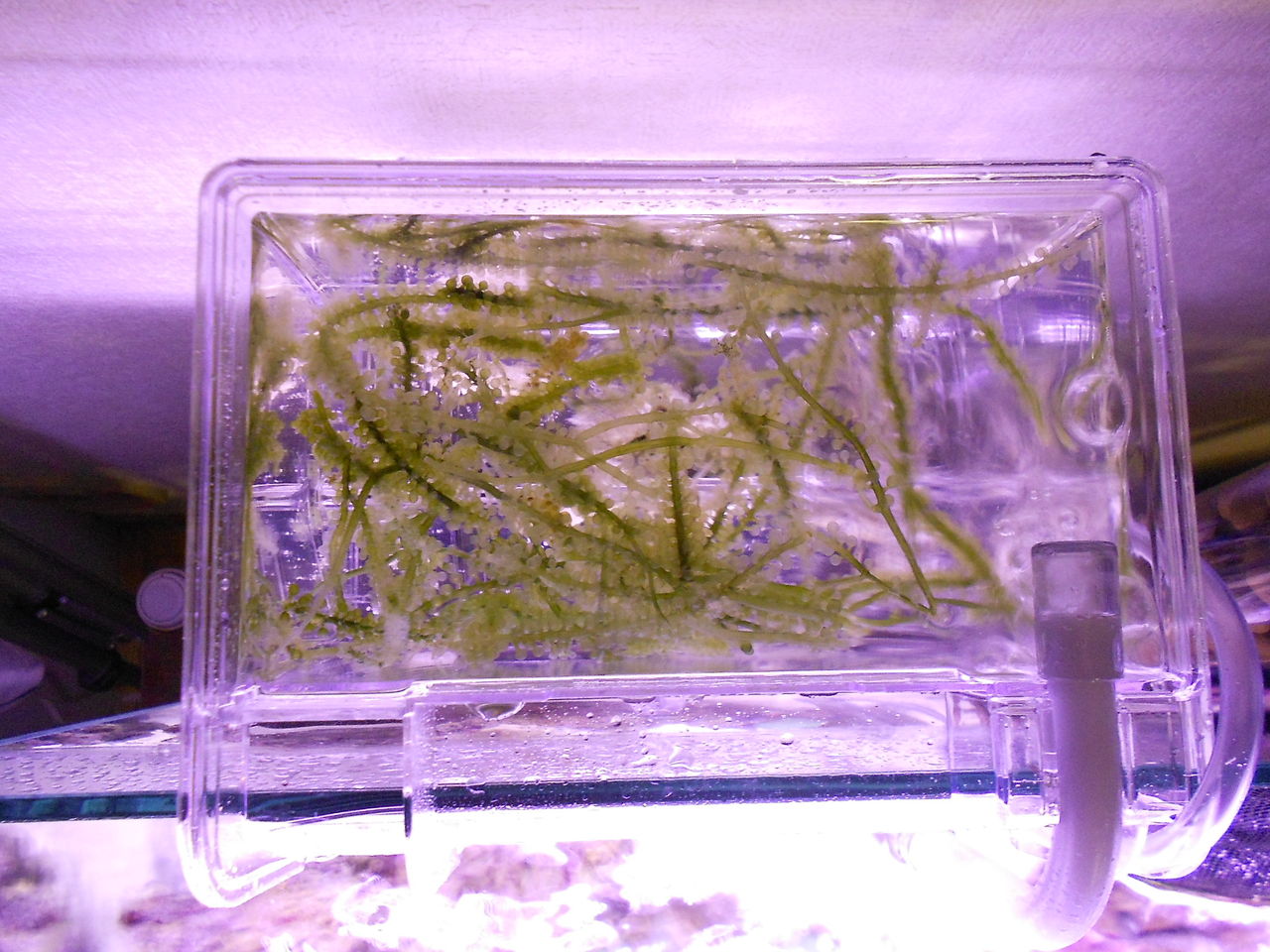 お土産の海ブドウは 育つのか 実験中 アクアリウム 海水魚と暮らす