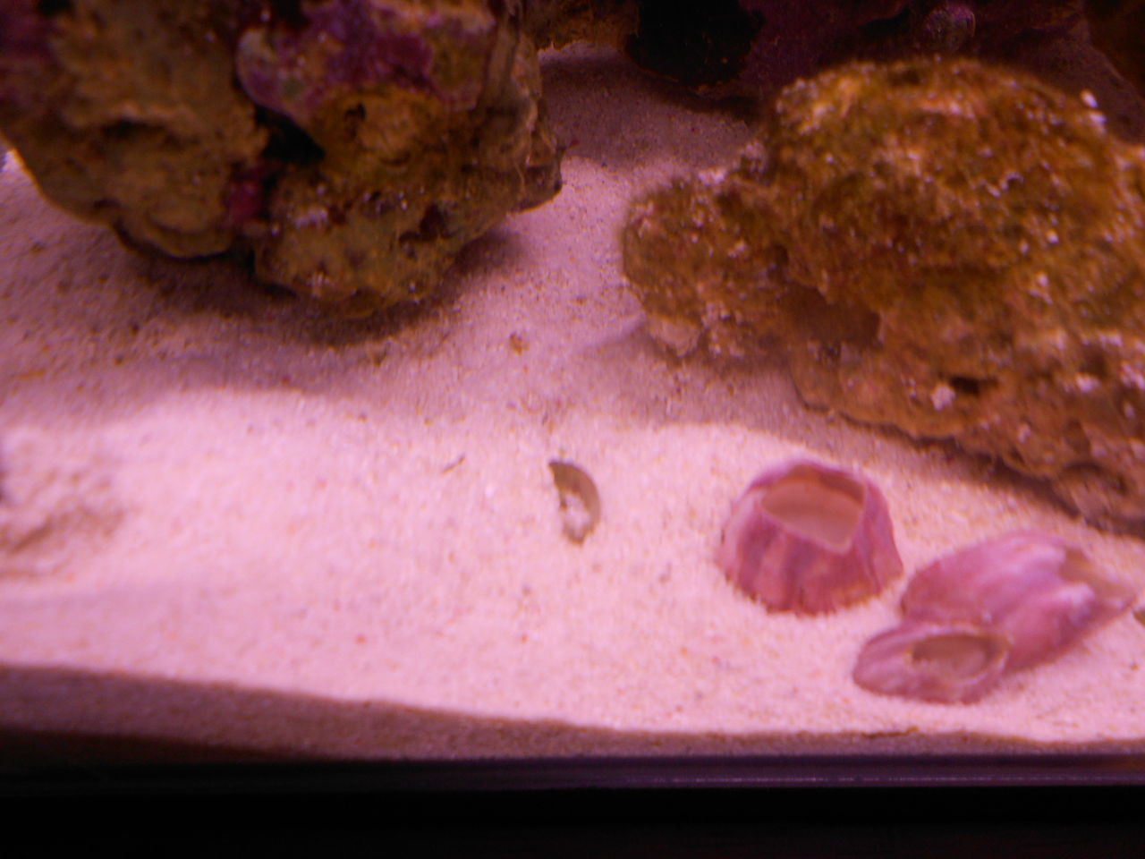 水槽の砂が黄色になった アクアリウム 海水魚と暮らす