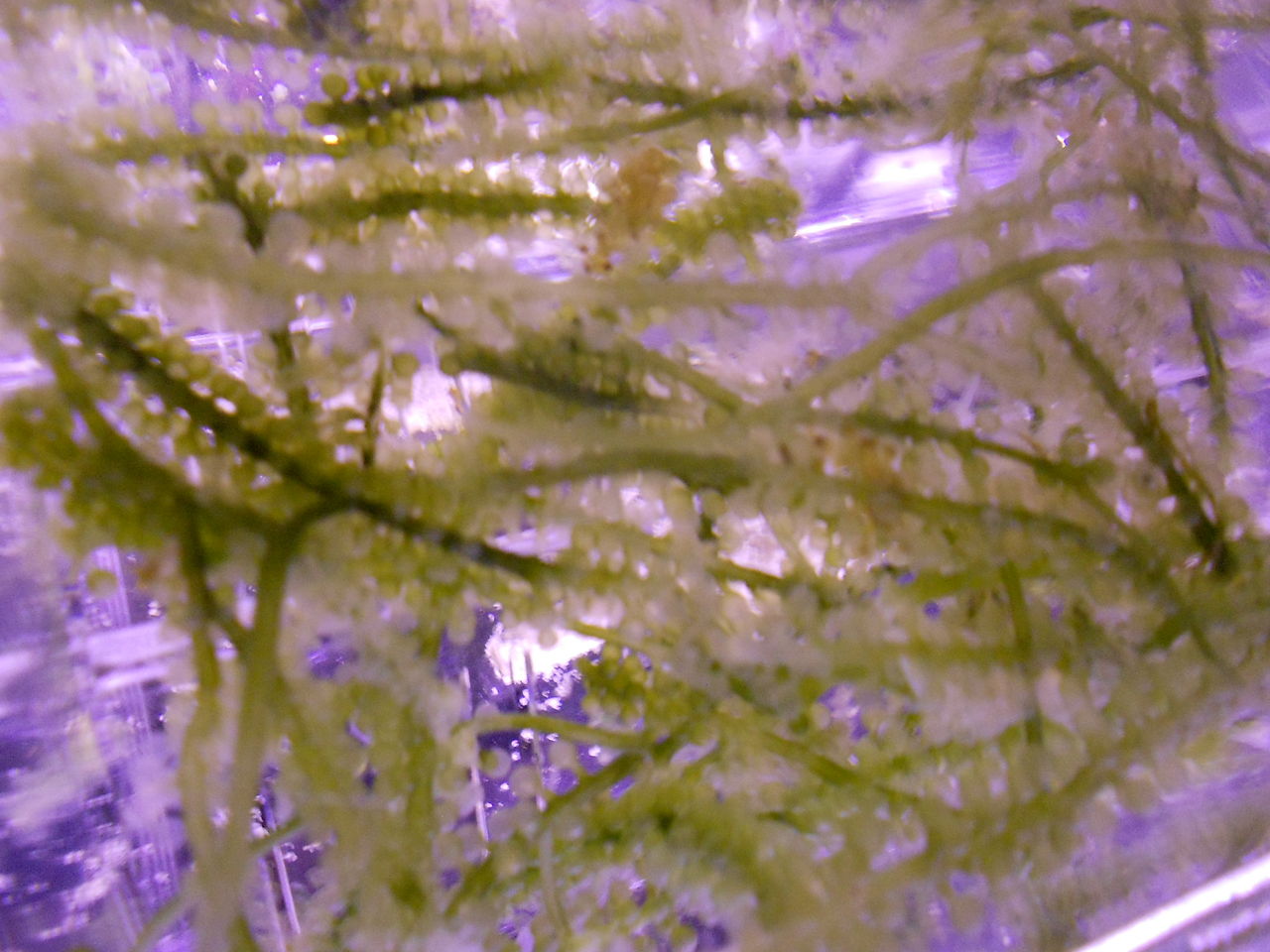 お土産の海ブドウは 育つのか 実験中 アクアリウム 海水魚と暮らす
