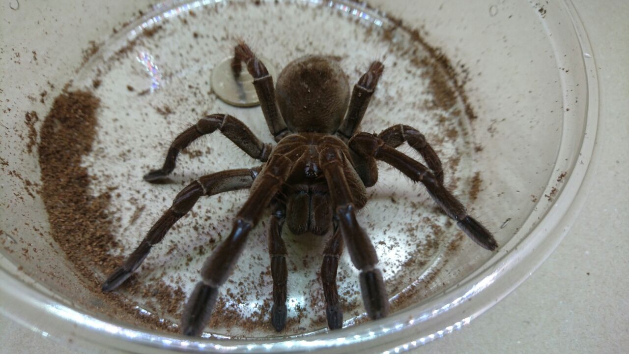 ヤフオク出品 インディアンオーナメンタル カブト好きのヘラクレスブリーダーへの道