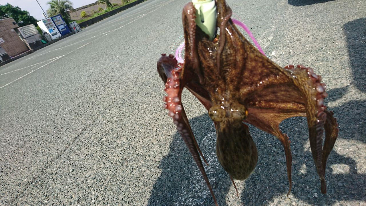 遠征釣行 タコ編 タコ釣り色々分かってきた事 俺の目に映る絶望世界 遠征釣行 タコ編 タコ釣り色々分かってきた事 俺の目に映る絶望世界