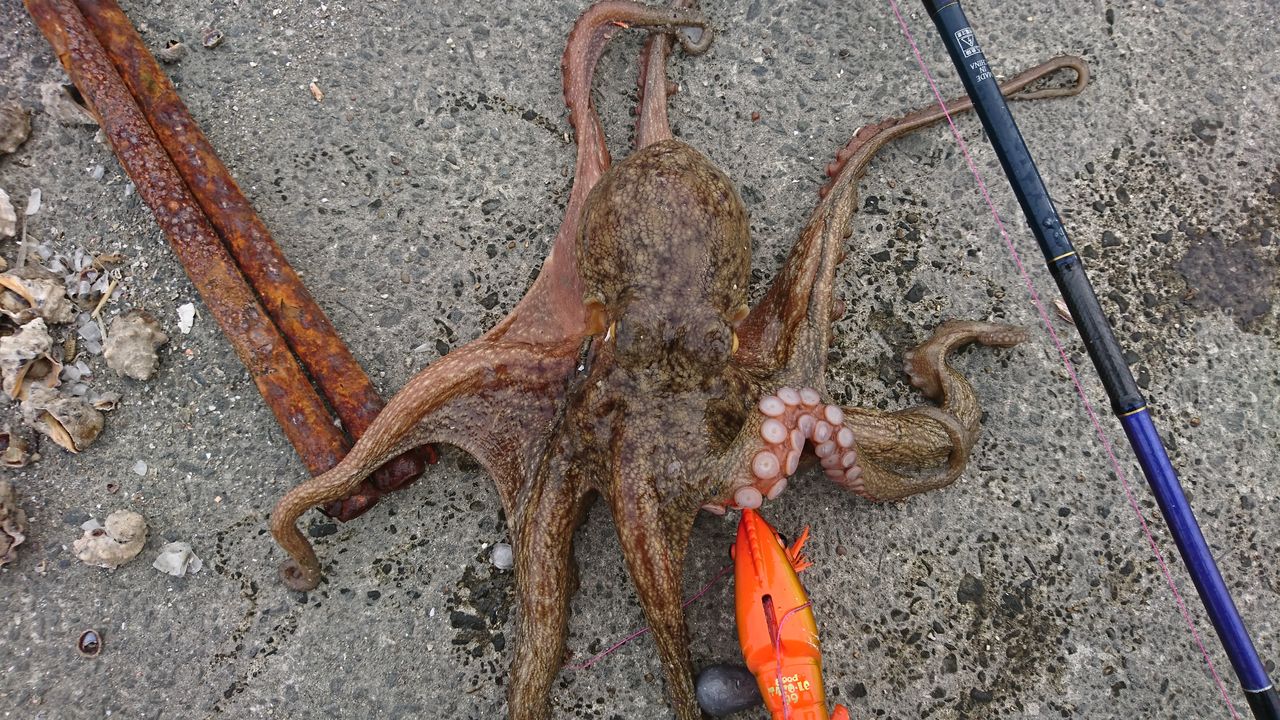 タコ まだまだ釣れています ヌメリ取り新発見 俺の目に映る絶望世界