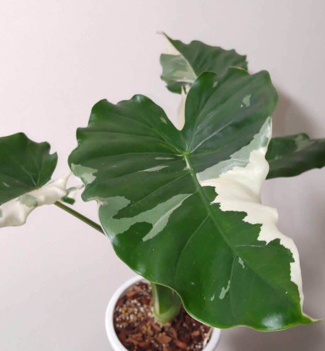 アロカシア オドラ オキナワシルバーを育ててみます : akiの植物