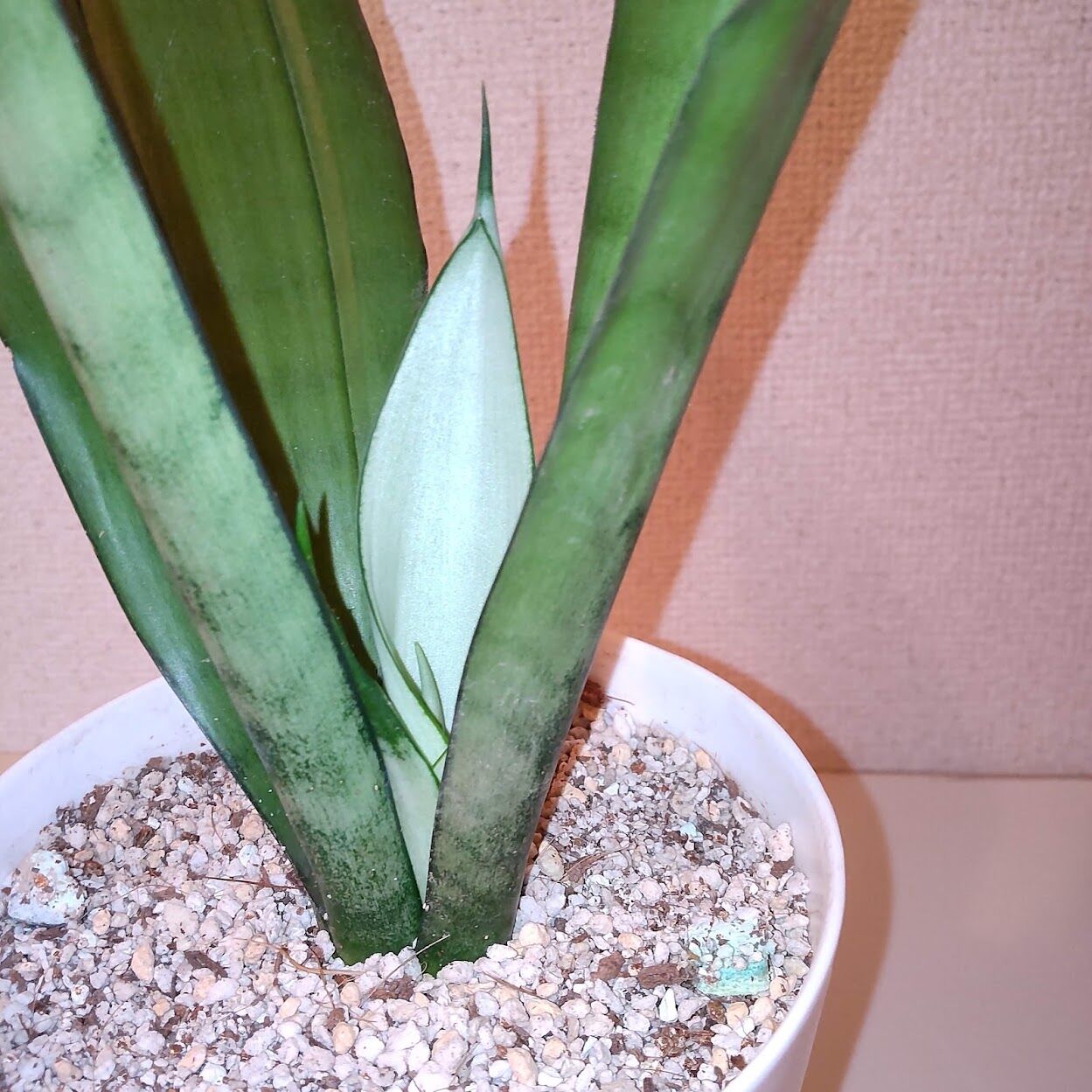 Akiの植物育成日記 サンスベリア シルバーキングを育ててみます Akiの植物育成日記 サンスベリア シルバーキングを育ててみます