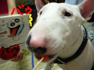平成犬バウ ベッキーちゃん復活 ゴン太郎日記