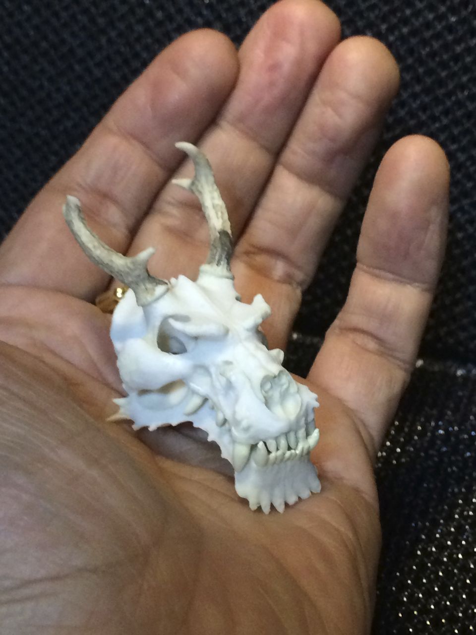 No 45 十二支動物頭骨根付 辰 木下昭仁の 我が家の骸骨