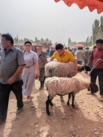 PXL_20240925_045704230