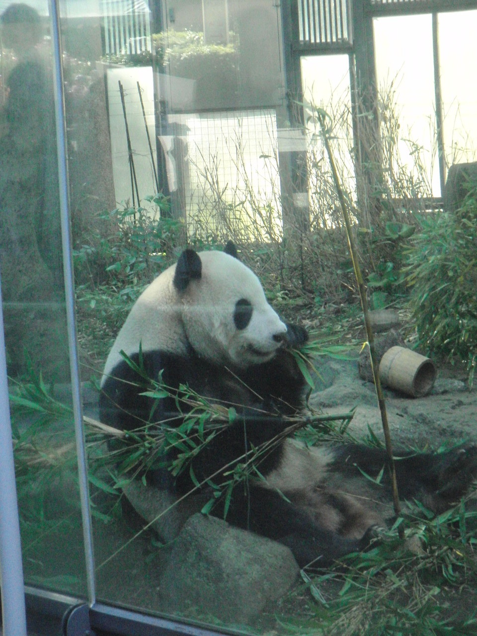 上野動物園 松永明子website 上野動物園 松永明子website