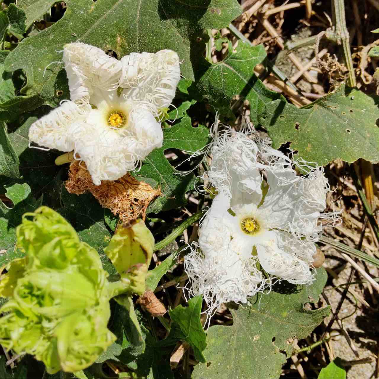 ジャングルが近づいてくる ちゅら島発 モーモーとおしゃべり