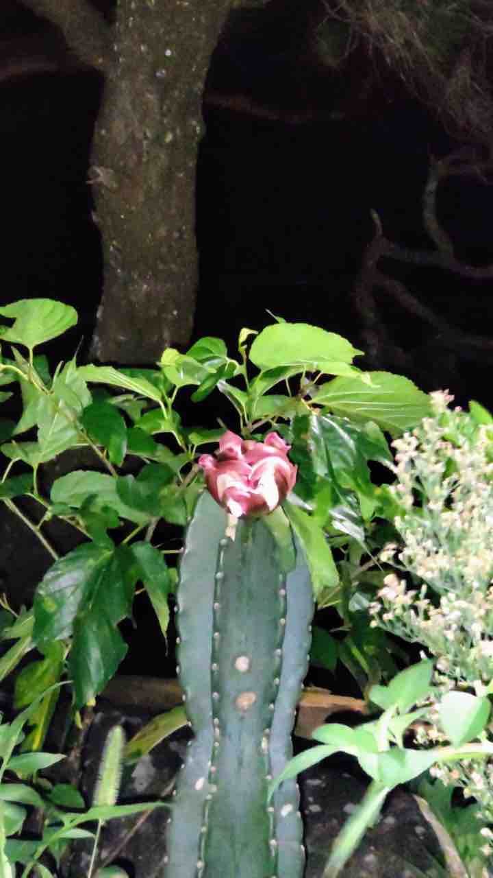 サボテンの花が咲きました ちゅら島発 モーモーとおしゃべり サボテンの花が咲きました ちゅら島発 モーモーとおしゃべり
