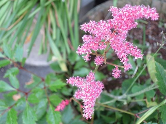 あきぽんのひとりごと ピンクの花 アスチルベ と 京鹿の子