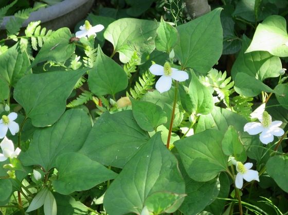 あきぽんのひとりごと ピンクの花 アスチルベ と 京鹿の子