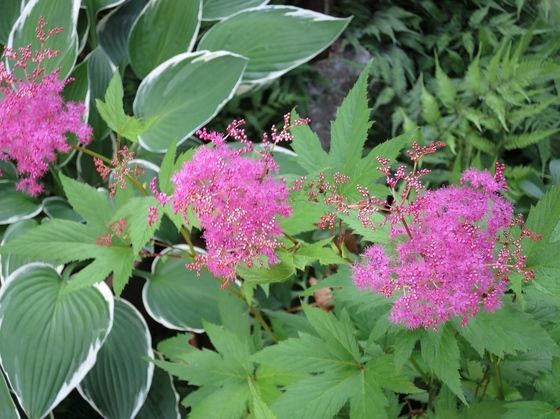 あきぽんのひとりごと ピンクの花 アスチルベ と 京鹿の子