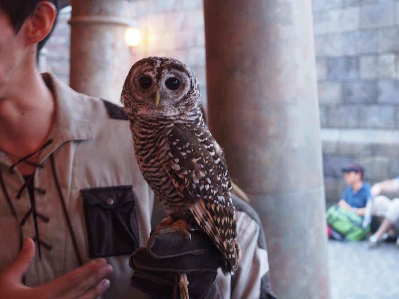 Usj ふくろう小屋のふくろう ゆーandでぃー Usjとディズニー満喫ブログ