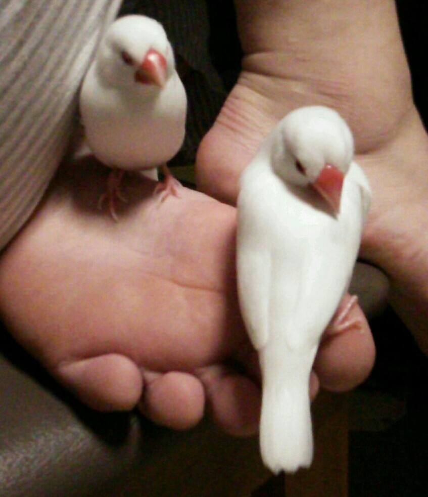 文鳥可愛すぎてつらい Fall In The Web Of Desire