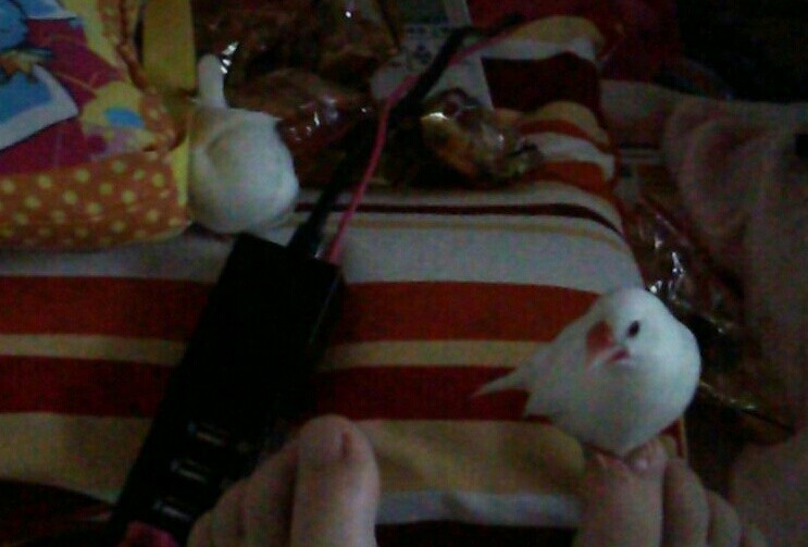 文鳥可愛すぎてつらい Fall In The Web Of Desire