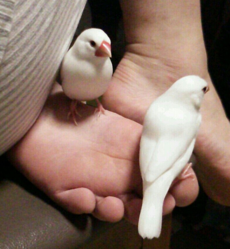 文鳥可愛すぎてつらい Fall In The Web Of Desire