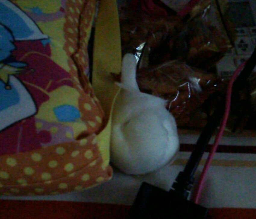 文鳥可愛すぎてつらい Fall In The Web Of Desire