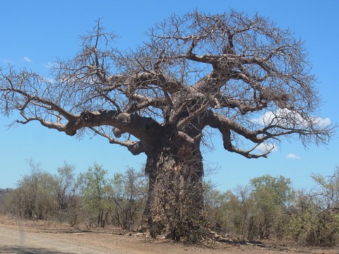 baobab-955876_960_720