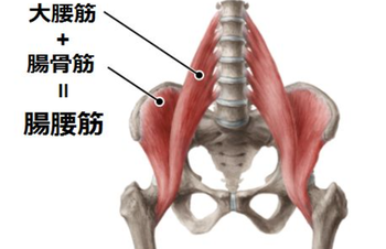 腸腰筋