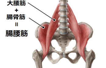 腸腰筋