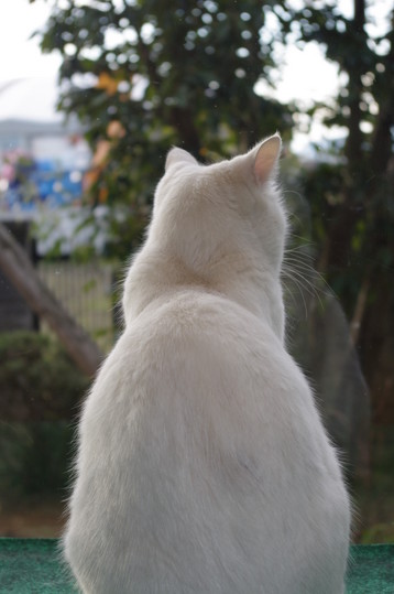 kaiIMGP0104