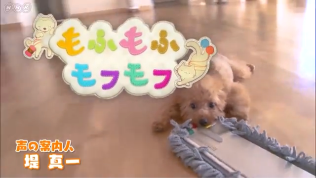 10 4 木 22 50 もふもふモフモフ Air Dance Lounge Blog