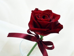 red_rose
