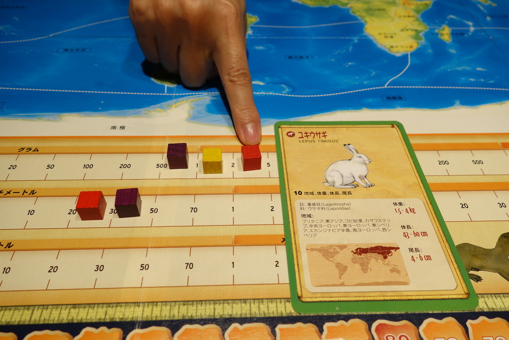 動物クイズ ボードゲーム ファウナ リプレイ ある元心理カウンセラーのボードゲーム日記