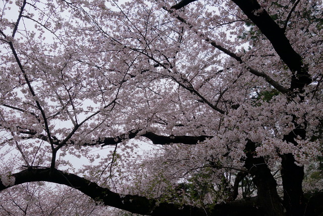 DSC03594