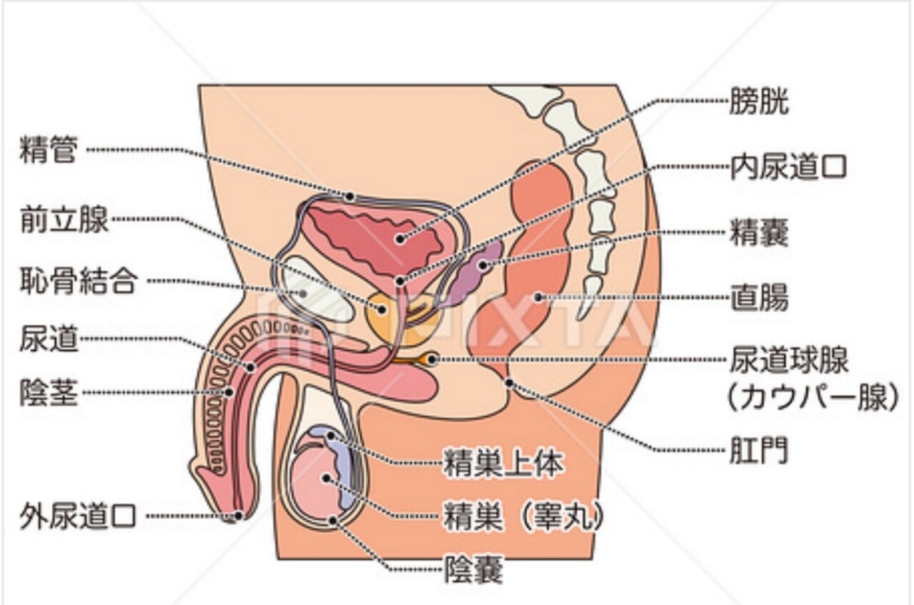 中指で前立腺マッサージをやってる子は、前立腺開発&ドライオーガズムが下手な子が多いかもね！の巻 : † Another Heaven †