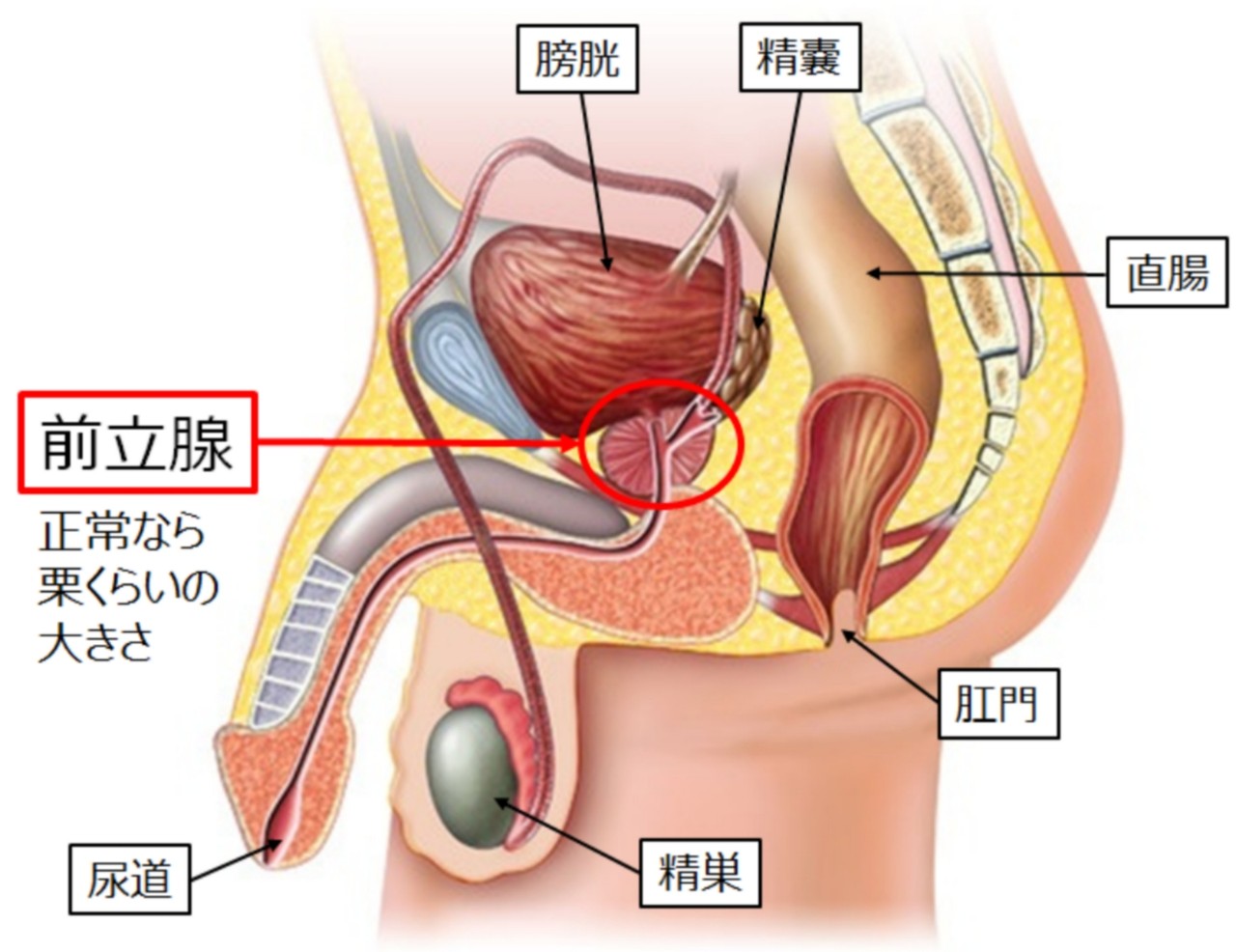 毎回、楽しく講師の私自身も勉強になる前立腺開発講習やって来た！の巻 : † Another Heaven †