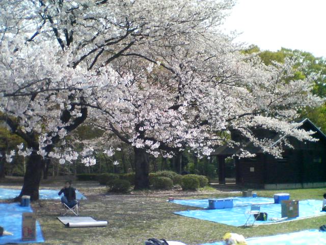 花見場所取り My Life In Poogi