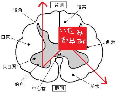 髄腔