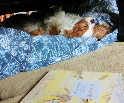 犬は神様 きゃばりこ記