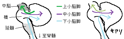 簡単小脳