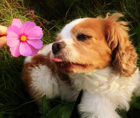 コスモスの晴れといはばや嵐あと 水原秋桜子 きゃばりこ記