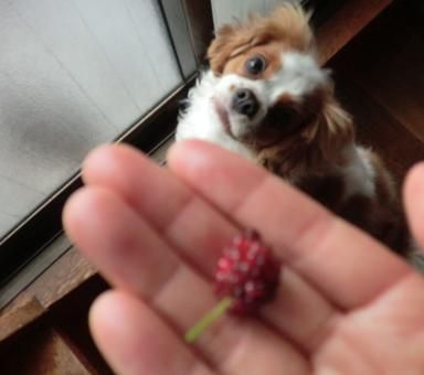 犬は桑の実喰えるのかな きゃばりこ記