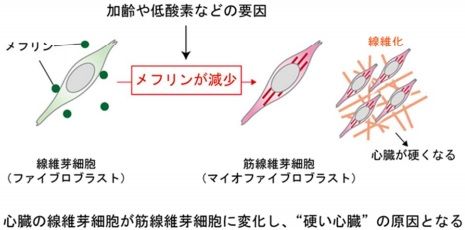 名大 心臓線維化と拡張障害型心不全に関わるタンパク質の発見 きゃばりこさんのーとぶっく 名大 心臓線維化と拡張障害型心不全に関わるタンパク質の発見 きゃばりこさんのーとぶっく