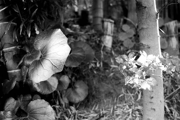 199909Pentaxspf-0038-tmaxsmctakumar28mmf35_33