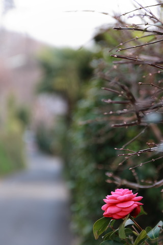 EF28-70mm F2.8 L USM