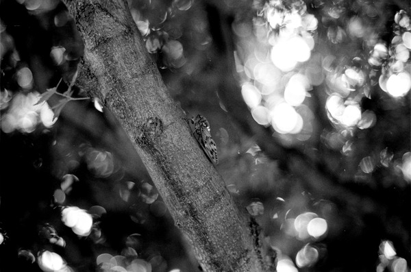 199909Pentaxspf-0036-19