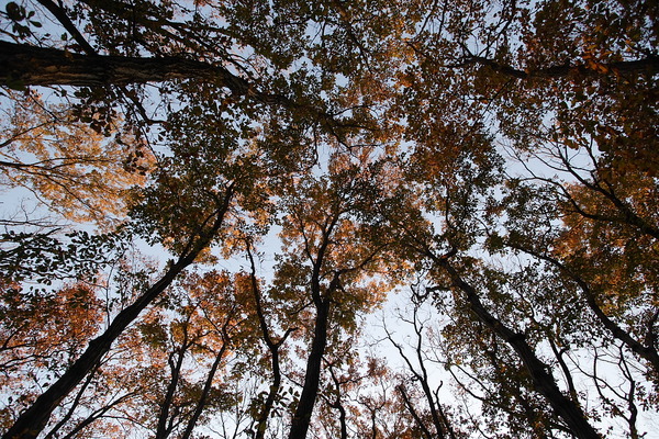 EOS_1Ds_MKII EF20-35mm F2.8 L