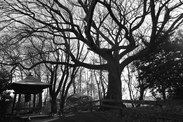 EOS_1Ds_MKII EF20-35mm F2.8 L