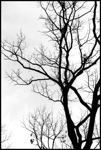 20080203ES-37