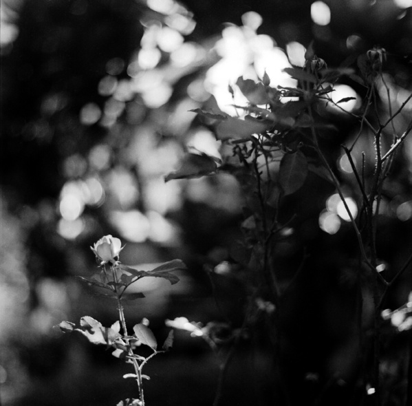 ｢試写・薔薇」(2009/09:KOWA/SIX 85mm f2.8)