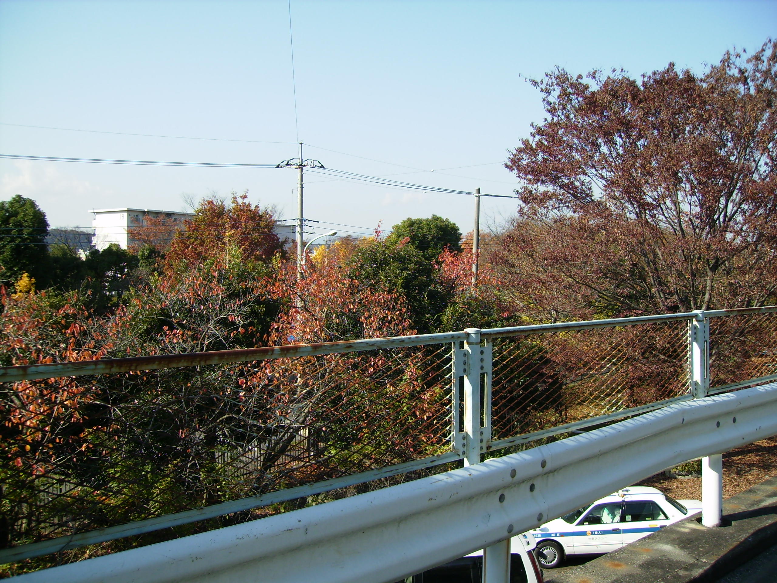 昭島 福生 立川通信 昭島市 田中町団地の紅葉と白鷺 Livedoor Blog ブログ